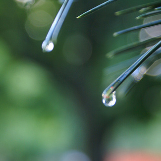 Water Drops Credit: Lesley Wheat via Flickr