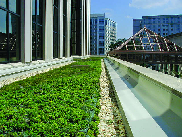 Green Roof in Arlington
