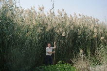 This reed bed treats graywater, then reuses the effluent to irrigate other plants.