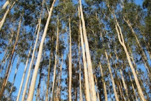 Eucalyptus Trees