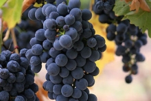 Will viticulture benefit from smart irrigation?