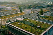 Green roofs filter stormwater, provide insulation and add beauty.