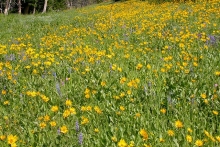 Native meadows offer excellent stormwater management and wildlife benefits.