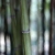 Bamboo takes seven years to mature and releases 35% more oxygen than other trees its size.