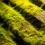 Blue green algae can produce nanocellulose, the "wonder material".