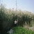 This reed bed treats graywater, then reuses the effluent to irrigate other plants.