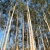 Eucalyptus Trees