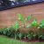 Hempcrete offers a viable, rapidly renewable building solution.