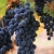Will viticulture benefit from smart irrigation?