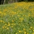 Native meadows offer excellent stormwater management and wildlife benefits.