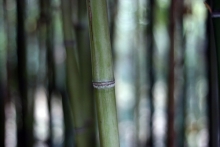 Pingin via Flickr Bamboo takes seven years to mature and releases 35% more oxygen than other trees its size.