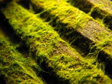 Blumblaum via Flickr Blue green algae can produce nanocellulose, the "wonder material".