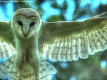 Hasitha Tudugalle via Flickr LEED v4 incorporates requirements for exterior lighting to reduce consequences to wildlife.