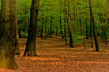 Debabrata via Flickr Global Forest Watch can help any fans of Certified Wood beef up their stories.