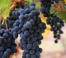 Wikipedia Will viticulture benefit from smart irrigation?