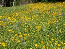 Native meadows offer excellent stormwater management and wildlife benefits.